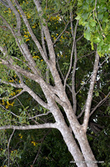 Angiospermae