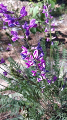 Oxytropis coerulea