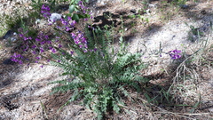 Oxytropis coerulea