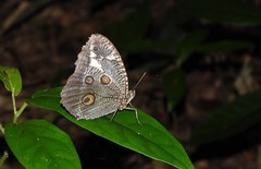 Dasyophthalma creusa
