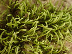 Pterigynandrum filiforme