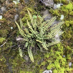 Asplenium trichomanes