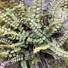 Asplenium trichomanes