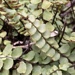 Asplenium trichomanes