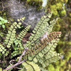 Asplenium trichomanes