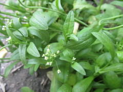 Capsella bursa-pastoris