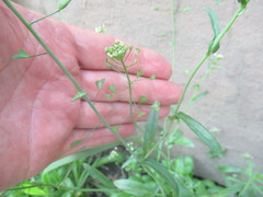 Capsella bursa-pastoris