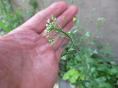 Capsella bursa-pastoris
