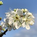 Prunus salicina - Photo (c) Shin-Ming Ku,  זכויות יוצרים חלקיות (CC BY-NC), הועלה על ידי Shin-Ming Ku