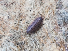 Proporcellio pusillus