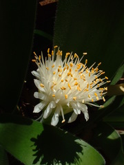 Haemanthus pauculifolius