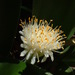 Haemanthus pauculifolius - Photo (c) Duncan McKenzie, some rights reserved (CC BY-NC), uploaded by Duncan McKenzie