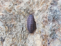 Proporcellio pusillus