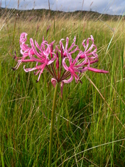 Nerine angustifolia