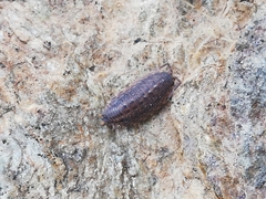Proporcellio pusillus