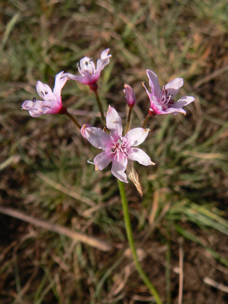 Fine Nerine