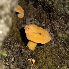 Cantharellus concinnus