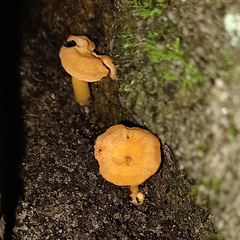 Cantharellus concinnus