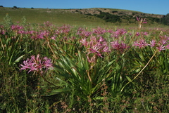 Nerine krigei