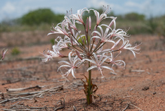 Nerine laticoma