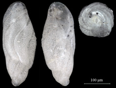 Buliminella elegantissima