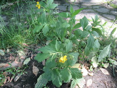 Geum aleppicum