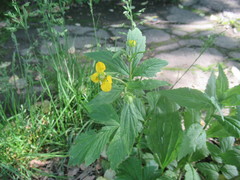 Geum aleppicum