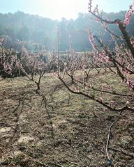 Prunus persica nucipersica