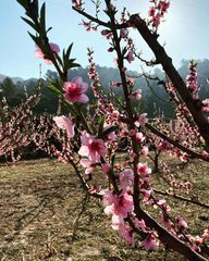 Prunus persica nucipersica