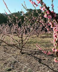 Prunus persica nucipersica