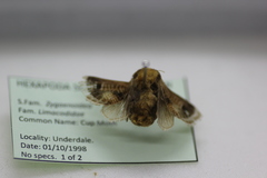 Doratifera oxleyi