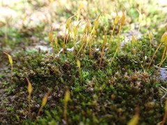 Pterygoneurum lamellatum