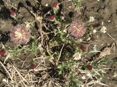 Noticastrum diffusum