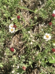Noticastrum diffusum