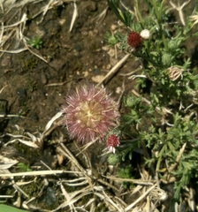 Noticastrum diffusum