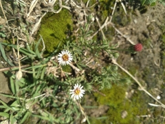 Noticastrum diffusum