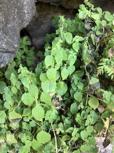 Parietaria micrantha iNat (3)