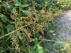Panicum sarmentosum