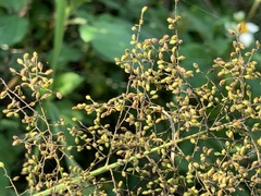 Panicum sarmentosum