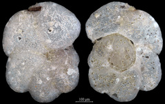 Lobatula lobatula