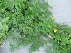 Potentilla paradoxa