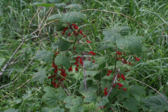 Ribes spicatum hispidulum