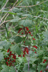 Ribes spicatum hispidulum