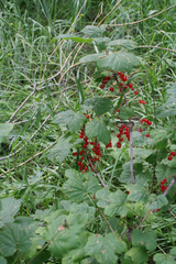 Ribes spicatum hispidulum