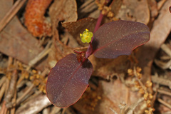 Euphorbia ipecacuanhae