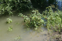 Ribes spicatum hispidulum