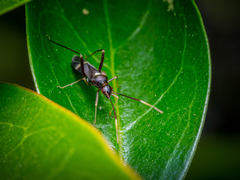 Pseudoxenetus regalis
