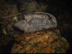Platysternon megacephalum