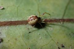 Anelosimus crassipes
