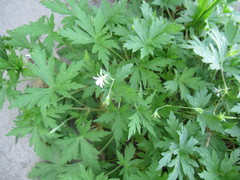 Geranium sibiricum